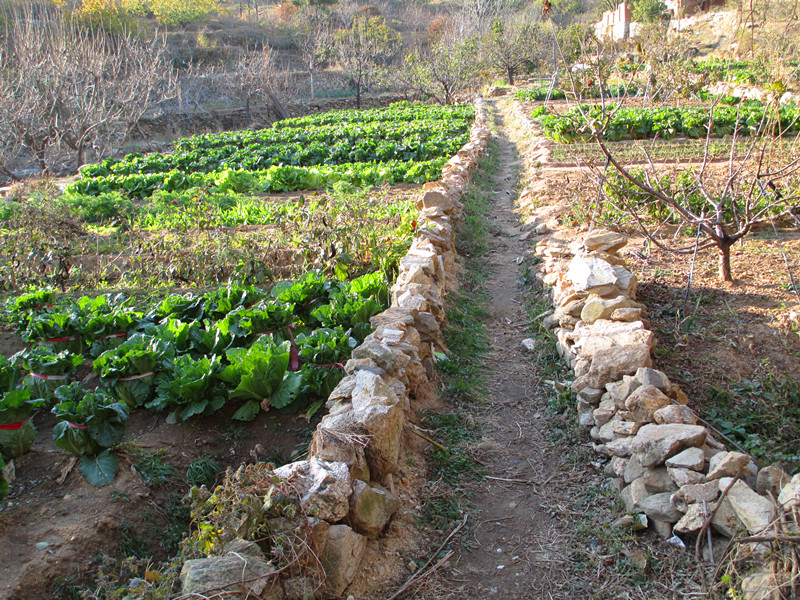 菜园子的路.jpg