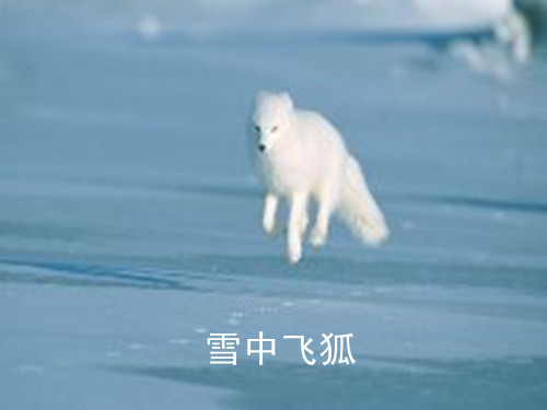 雪中飞狐.jpg