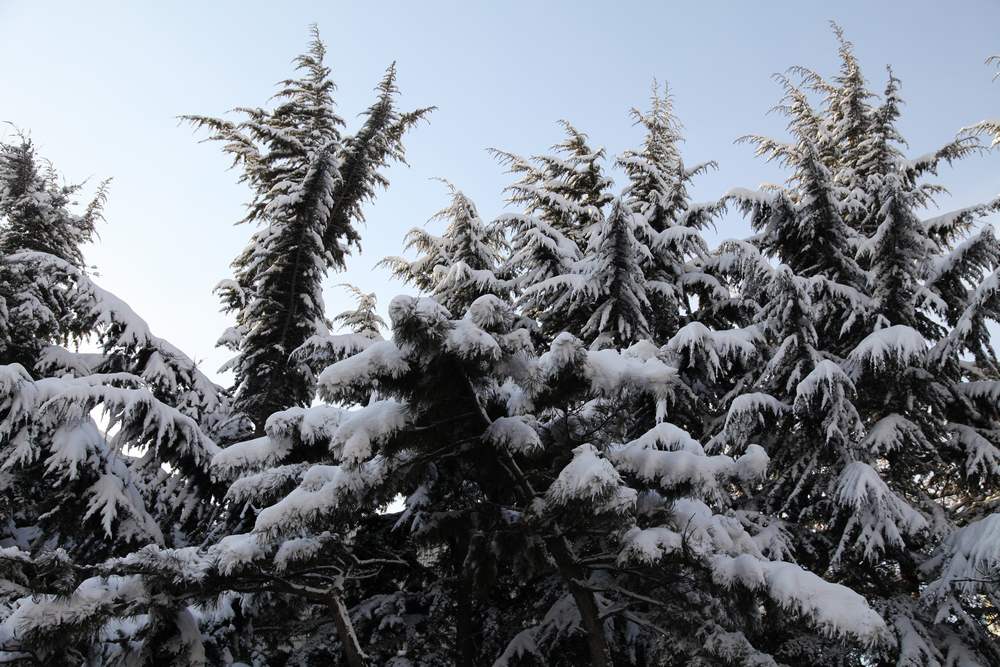 雪景--西炮台 067.jpg