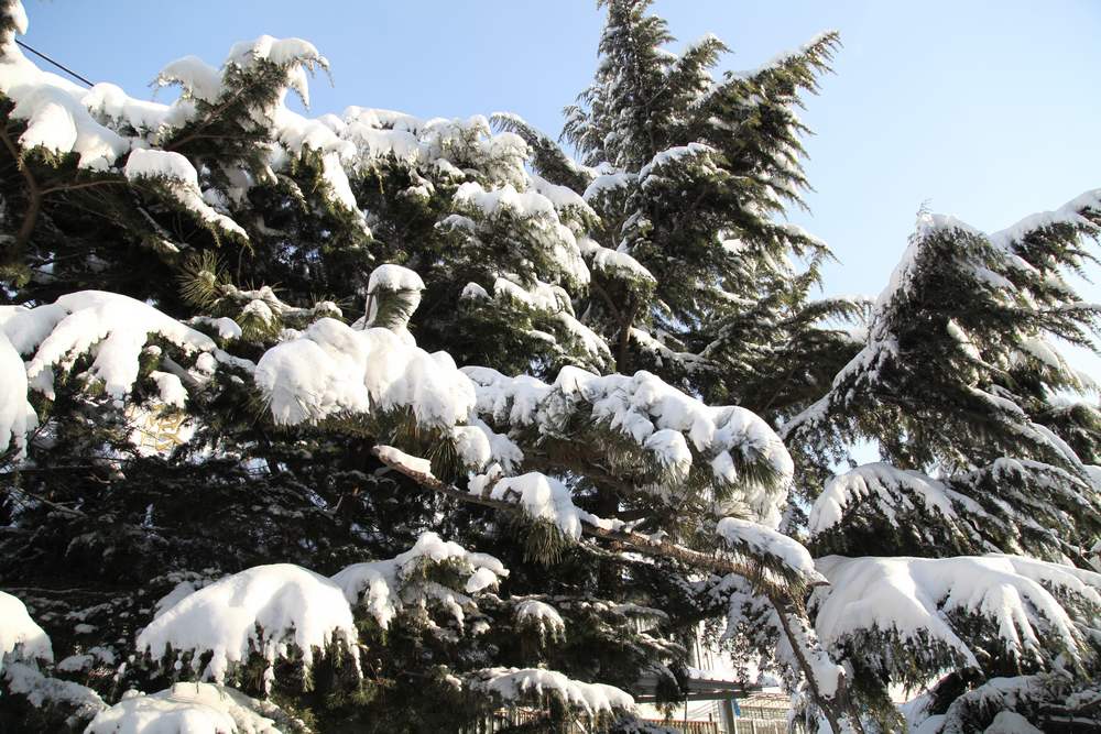 雪景--西炮台 075.jpg