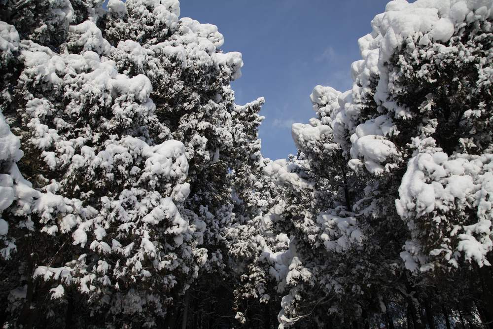 雪景--西炮台 101.jpg