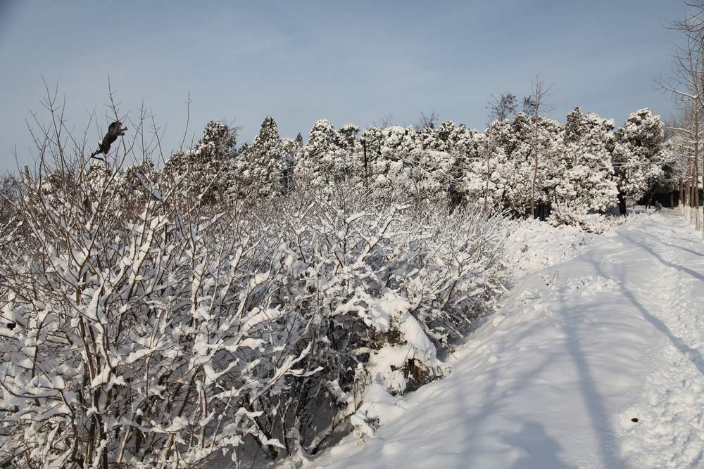 雪景--西炮台 096.jpg