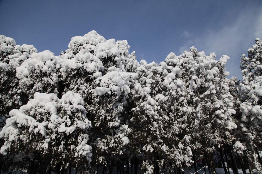 雪景--西炮台 099.jpg