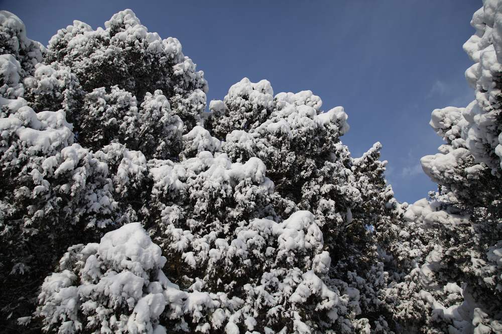 雪景--西炮台 100.jpg