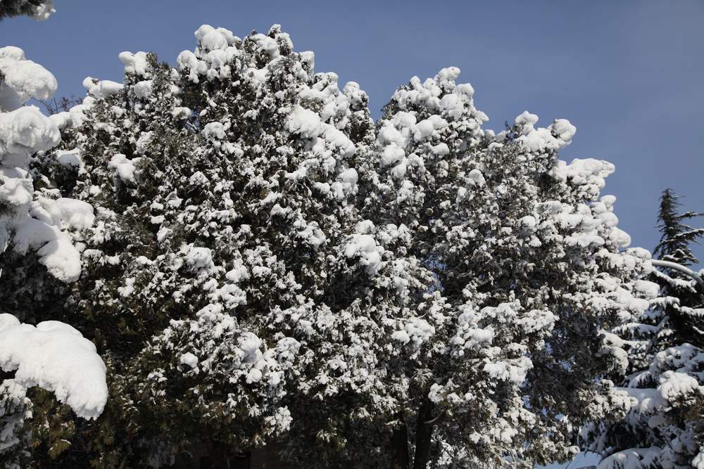 雪景--西炮台 117.jpg