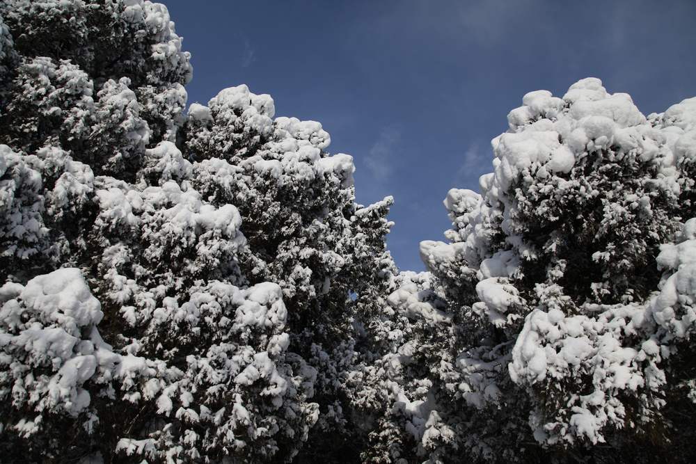 雪景--西炮台 111.jpg