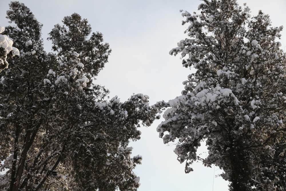 雪景--西炮台 123.jpg