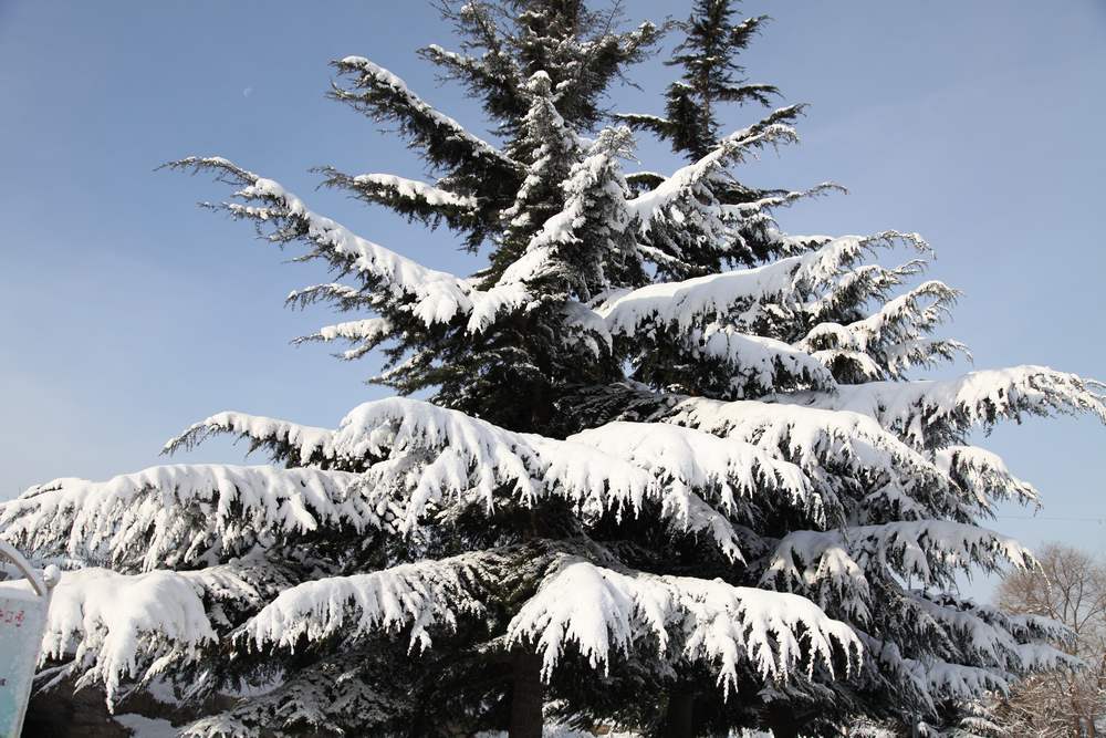 雪景--西炮台 146.jpg