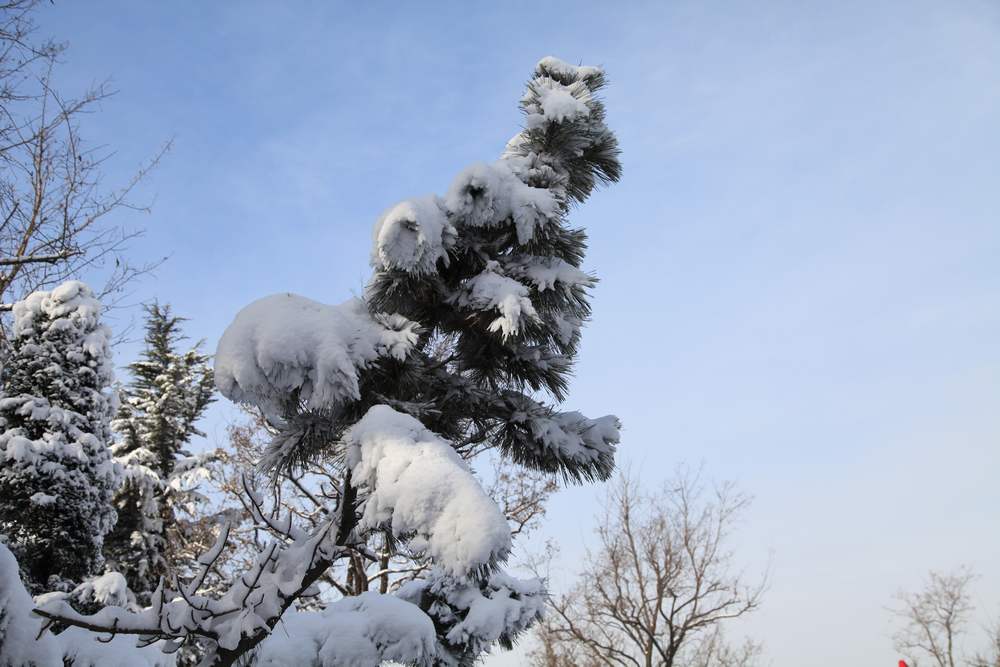 雪景--西炮台 205.jpg