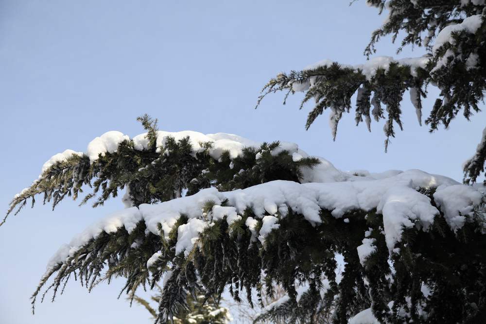 雪景--西炮台 218.jpg