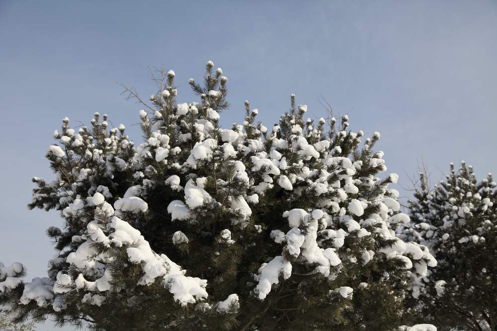 雪景--西炮台 232.jpg