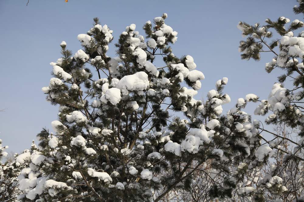 雪景--西炮台 234.jpg