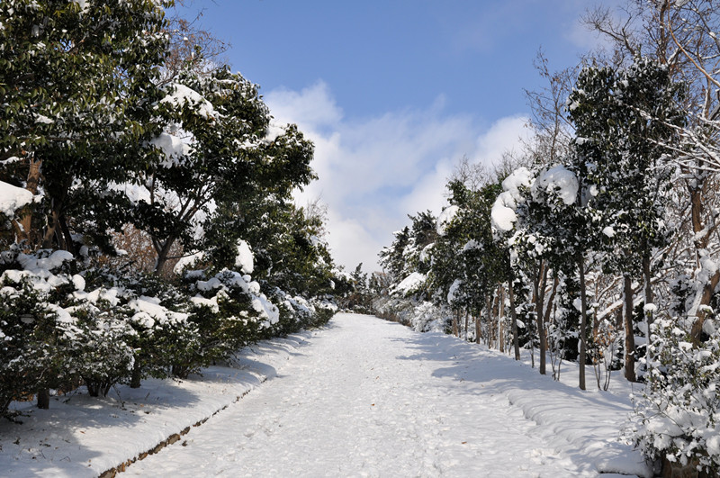 雪路.jpg