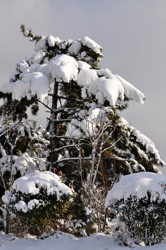 雪松1.jpg