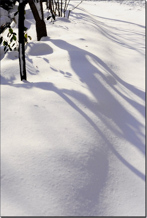 踏雪南山 (198).jpg