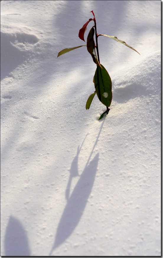 踏雪南山 (211).jpg