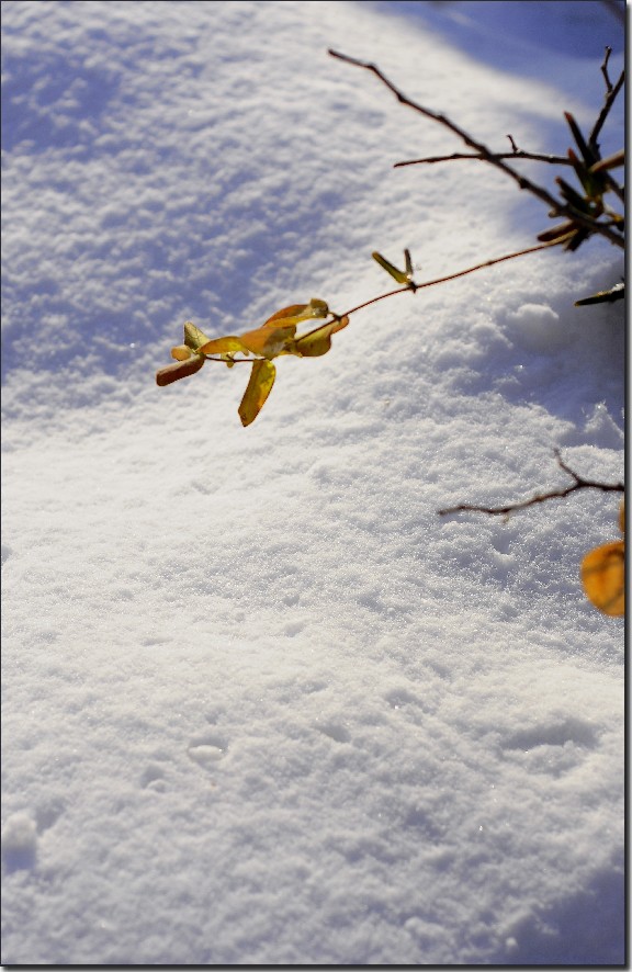 踏雪南山 (64).jpg