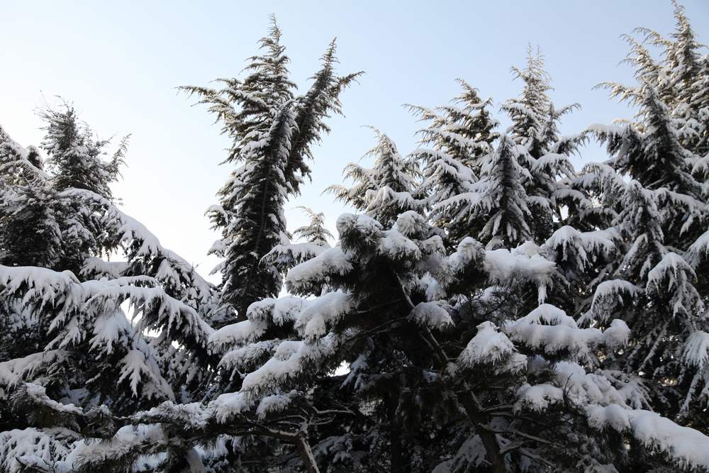 雪景--西炮台 068.jpg