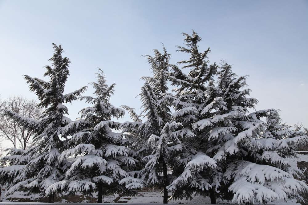 雪景--西炮台 155.jpg