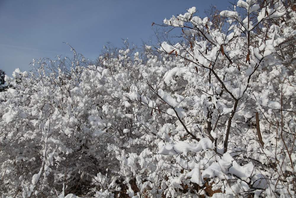 雪景--西炮台 179.jpg