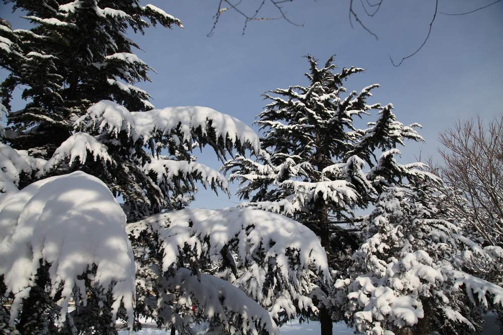 雪景--西炮台 163.jpg