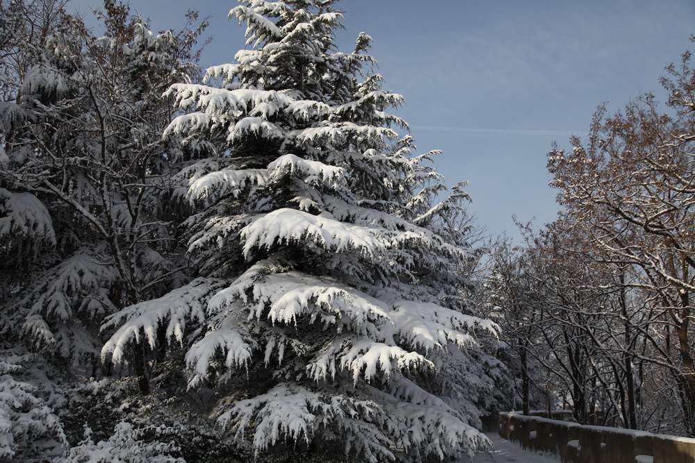 雪景--西炮台 189.jpg