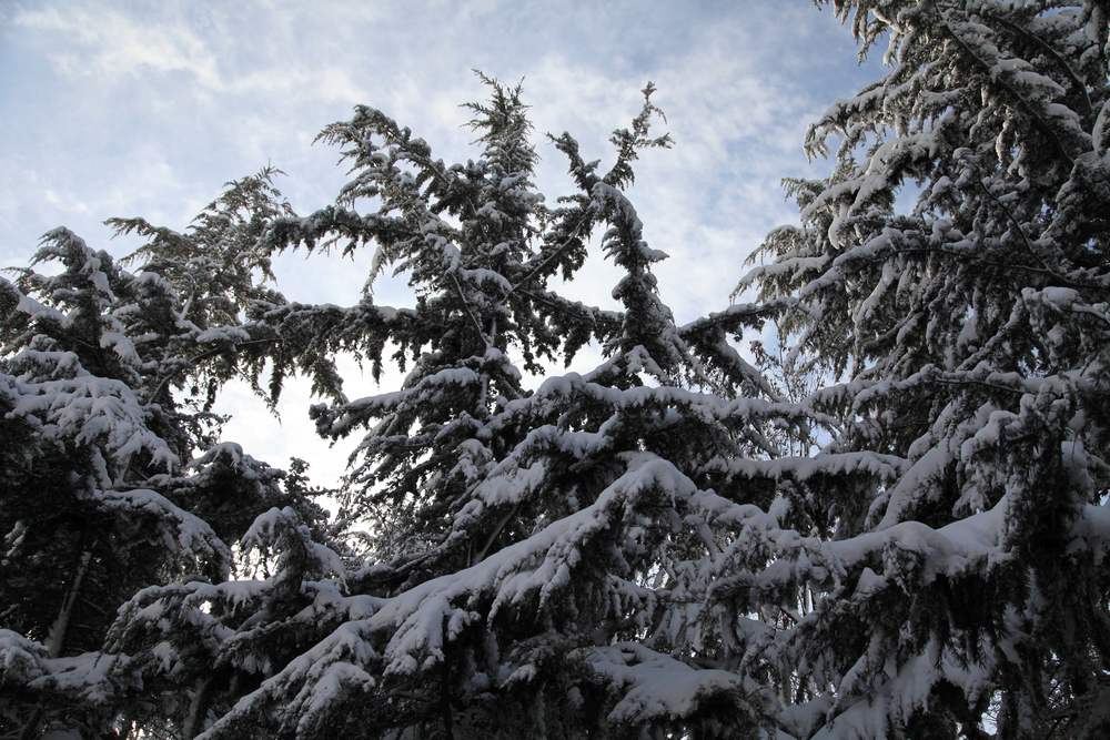 雪景--西炮台 204.jpg