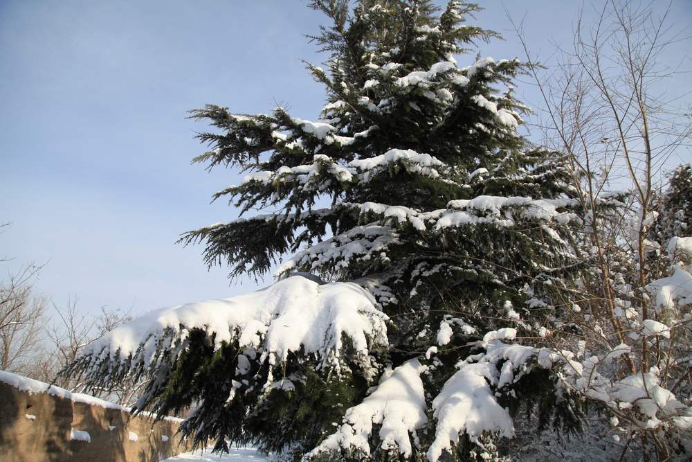 雪景--西炮台 210.jpg