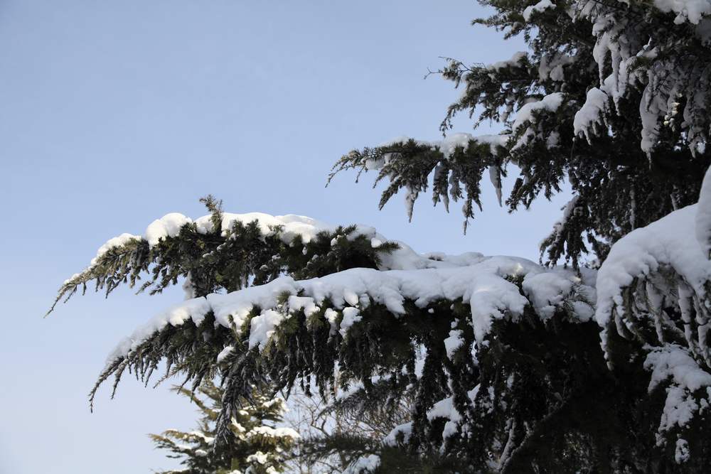 雪景--西炮台 217.jpg