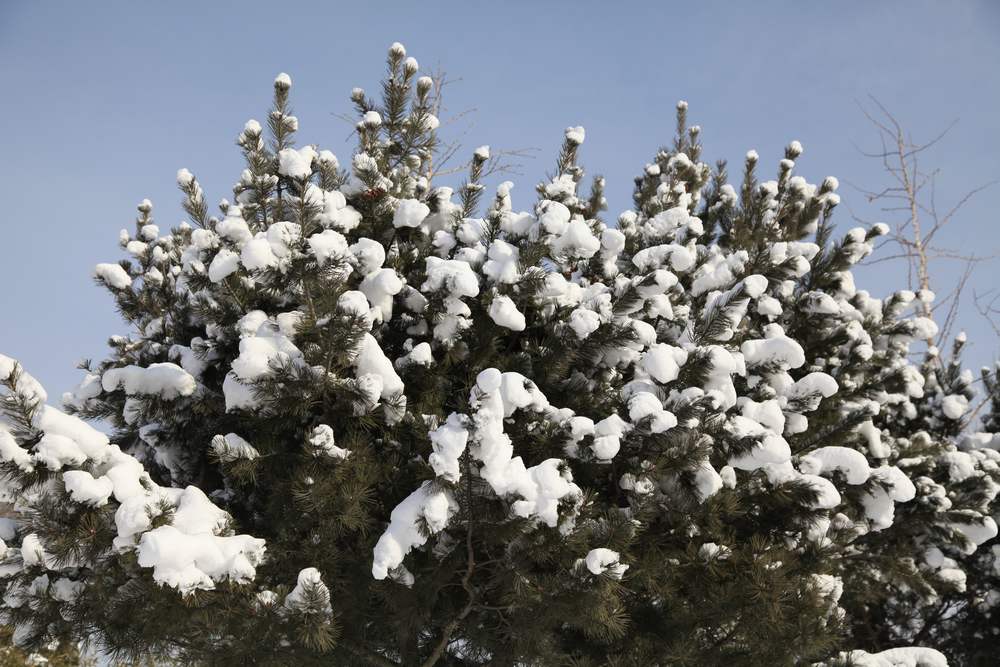 雪景--西炮台 233.jpg