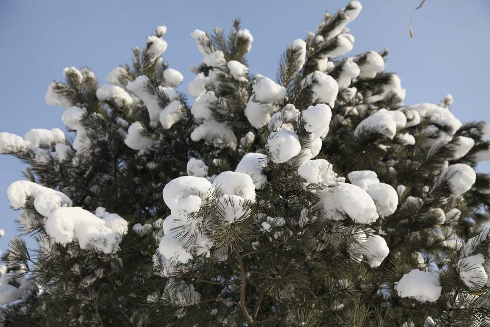 雪景--西炮台 235.jpg