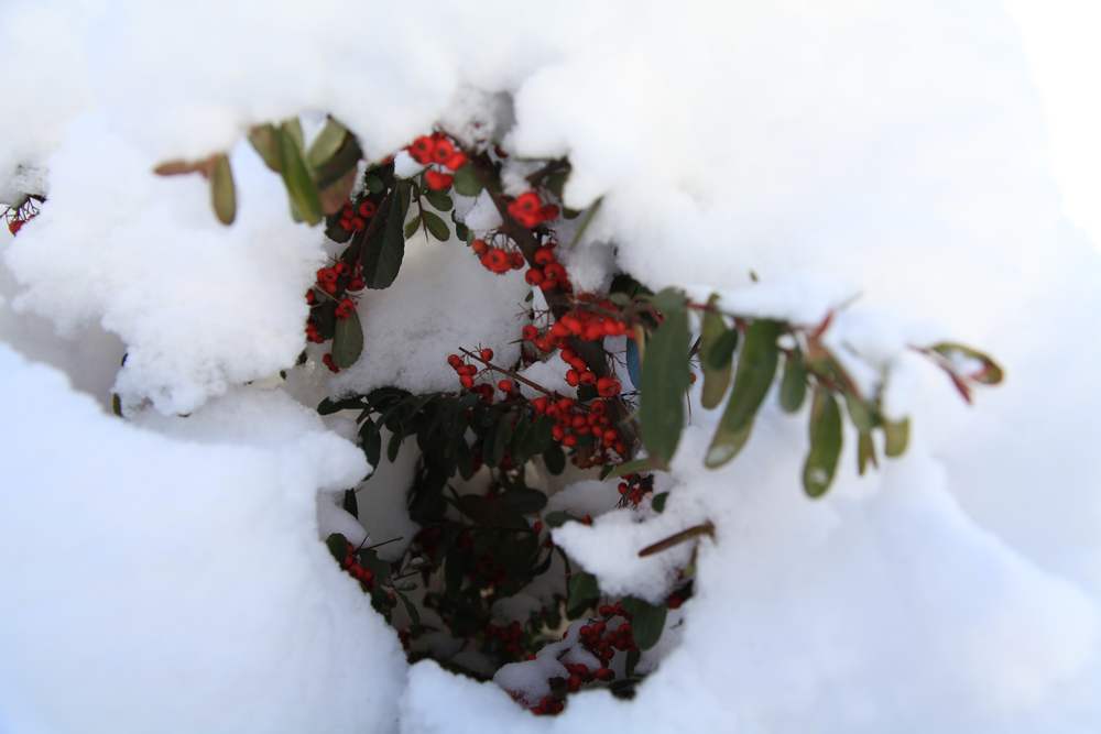 雪后独上大南山 053.jpg