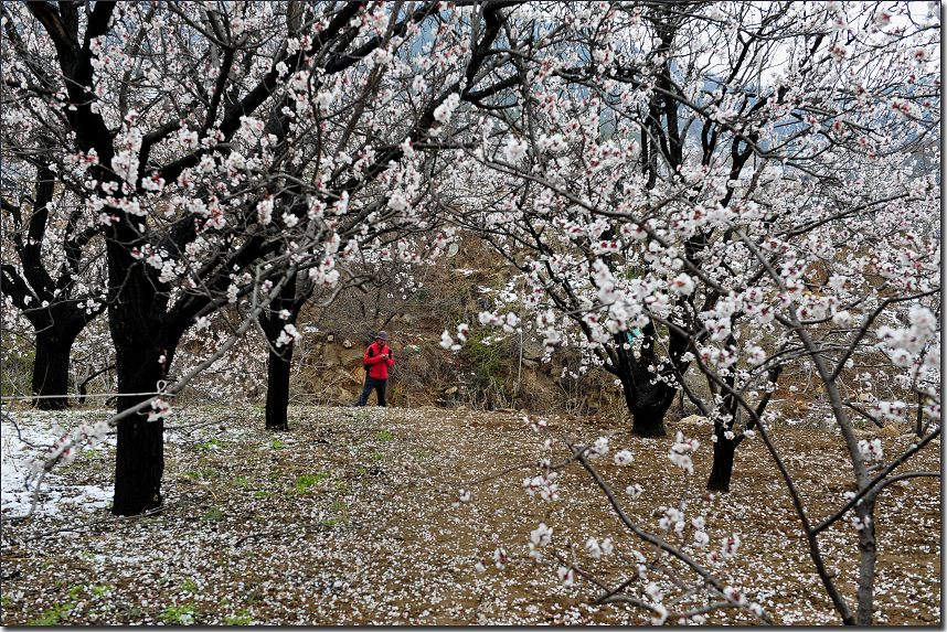 杏花雪 349.jpg