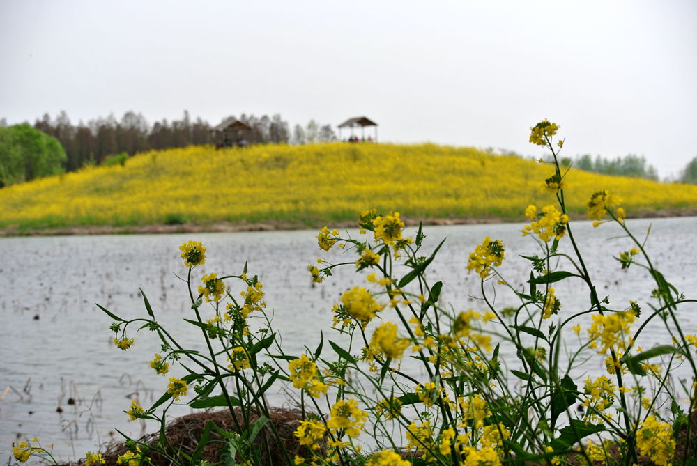 水上油菜.jpg