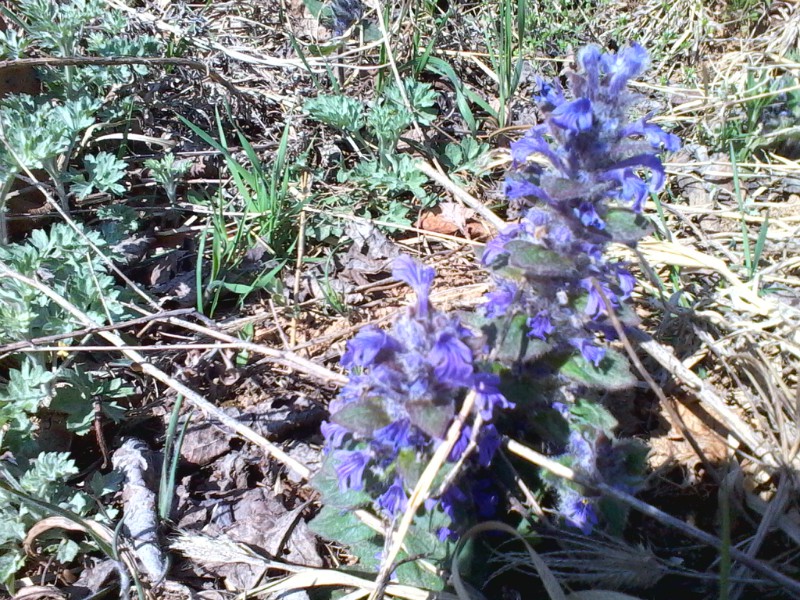 山花烂漫