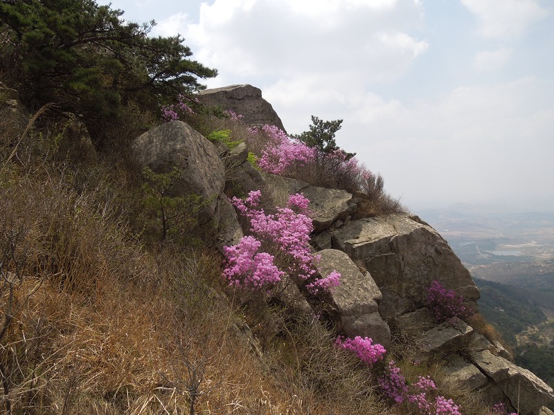 满山遍野映山红10.jpg