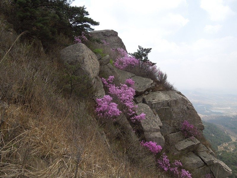 满山遍野映山红13.jpg