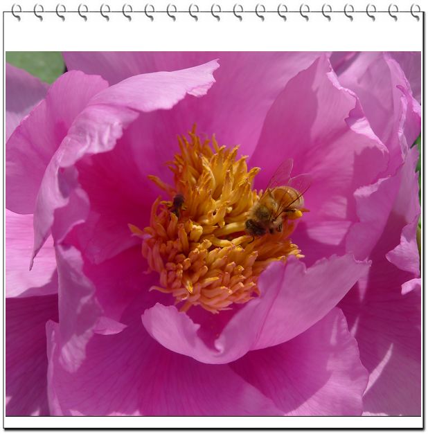 花与蜜蜂.jpg