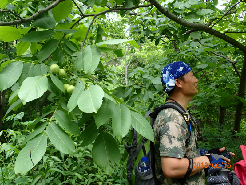 山里的野核桃长得多水灵哈